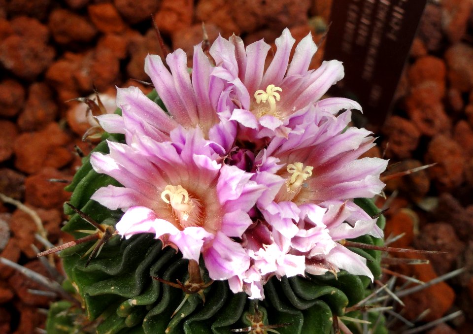 Echinofossulocactus multicostatus - United States Botanic Garden - DSC09497