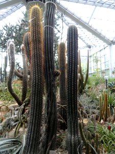 Echinopsis chiloensis - Palmengarten Frankfurt - DSC01762