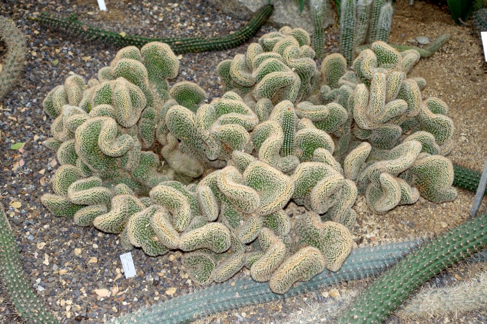 Echinopsis thelegona - Botanischer Garten - Heidelberg, Germany - DSC01358