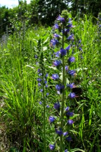 Echium vulgare, 2020-06-13, Castle Shannon, 04