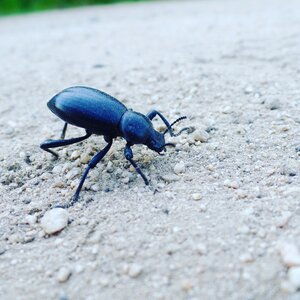 Beetle dirt spring