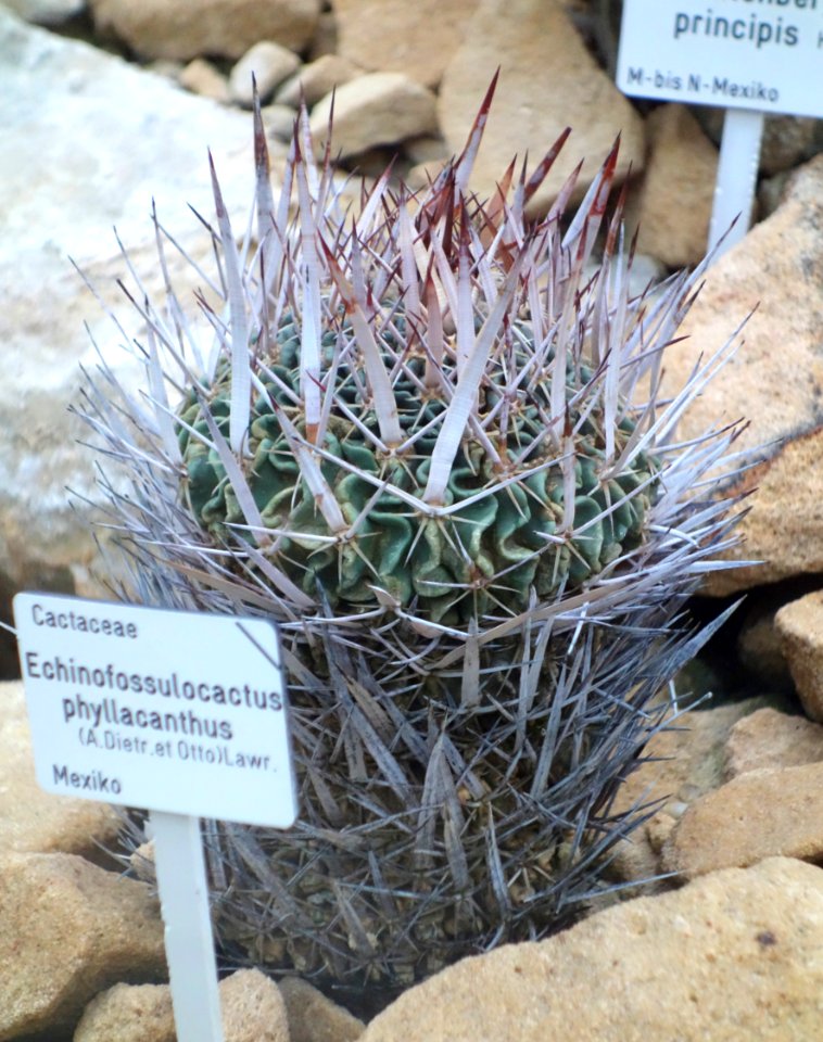 Echinofossulocactus phyllacanthus - Botanischer Garten, Dresden, Germany - DSC08861