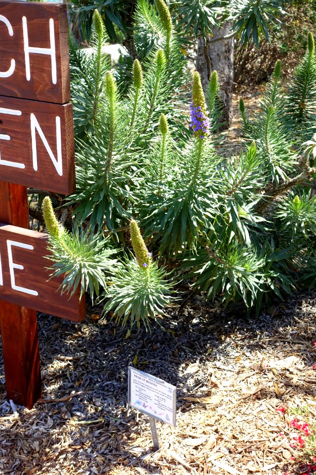 Echium candicans - Manhattan Beach Botanical Garden - Manhattan Beach, CA - DSC01297