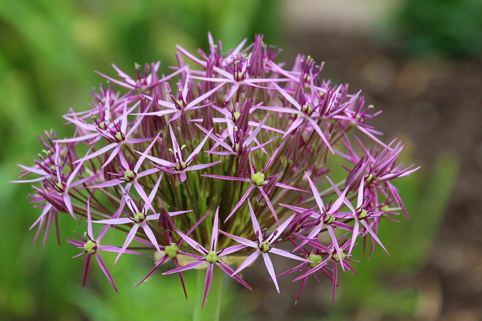 Allium leek greenhouse leek flower