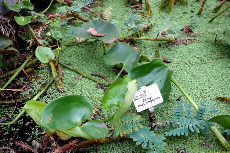 Echinodorus intermedius - Botanischer Garten, Dresden, Germany - DSC08458