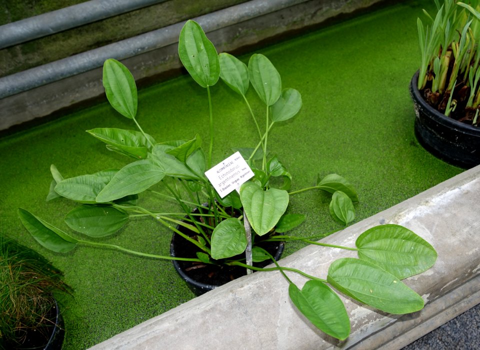 Echinodorus grandiflorus (Echinodorus argentinensis) - Botanischer Garten - Heidelberg, Germany - DSC01261