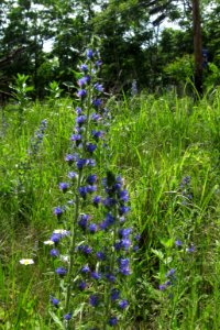 Echium vulgare, 2020-06-13, Castle Shannon, 01