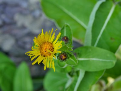 Echter Alant RoscheiderhofH2