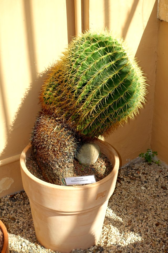 Echinocactus grusonii - Orto botanico - Rome, Italy - DSC09927