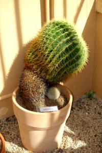 Echinocactus grusonii - Orto botanico - Rome, Italy - DSC09927