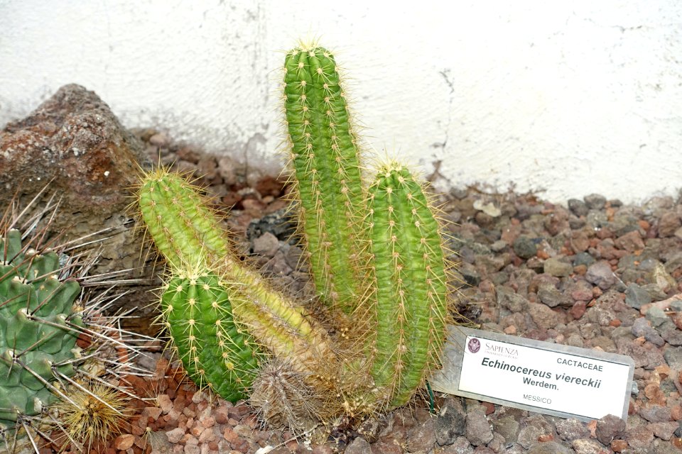 Echinocereus viereckii - Orto botanico - Rome, Italy - DSC00067