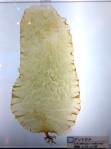 Eckloniopsis radicosa - National Museum of Nature and Science, Tokyo - DSC06917