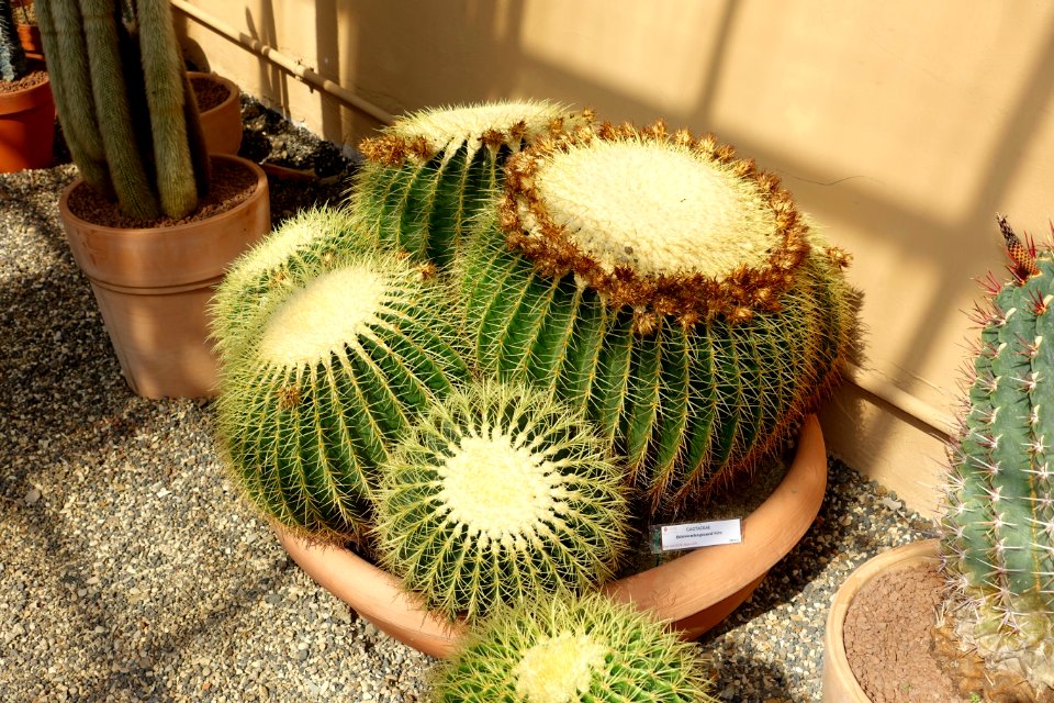 Echinocactus grusonii - Orto botanico - Rome, Italy - DSC09928
