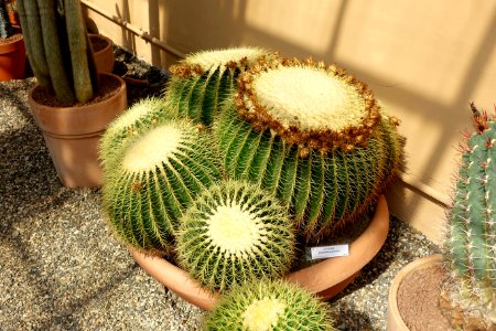 Echinocactus grusonii - Orto botanico - Rome, Italy - DSC09928