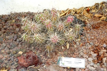 Echinocereus brandegeei - Orto botanico - Rome, Italy - DSC00066