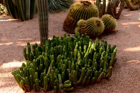 Echinocereus morricalii (jardin Majorelle)