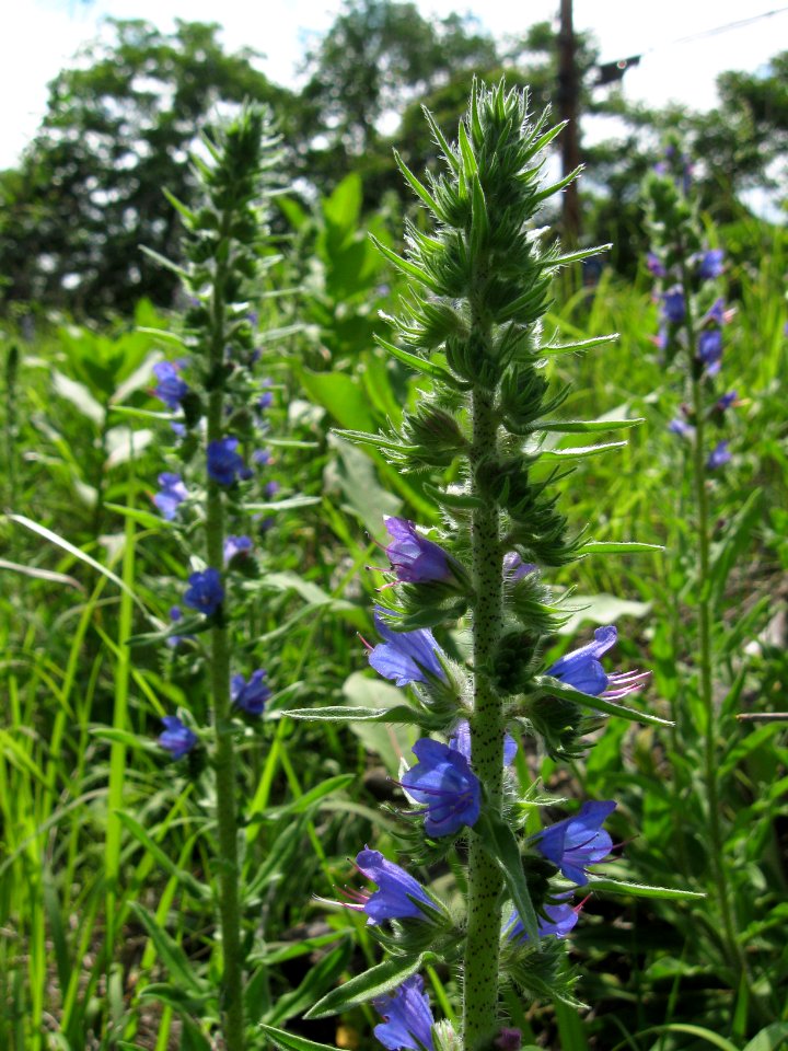 Echium vulgare, 2020-06-13, Castle Shannon, 05