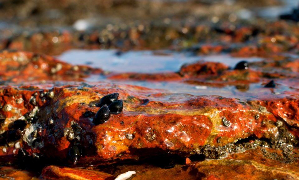 Echinolittorina meleagris (Potiez & Michaud, 1838) in El Yaque Beach