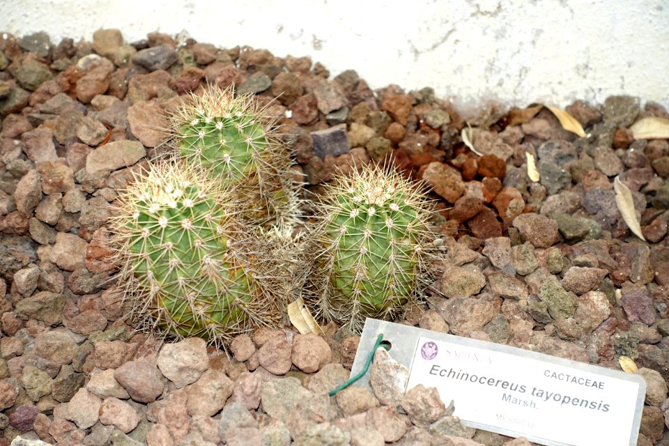 Echinocereus stoloniferus var. tayopensis (Echinocereus tayopensis) - Orto botanico - Rome, Italy - DSC00062