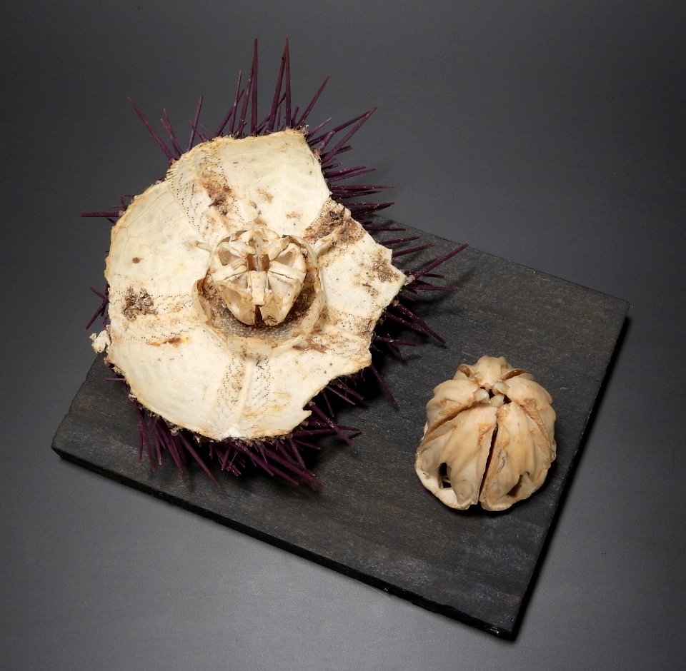 Echinoidea - Aristotle's lantern 2
