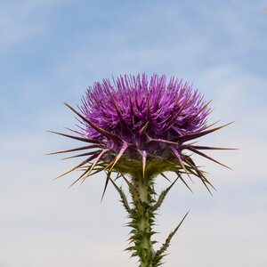 Nature weed purple photo