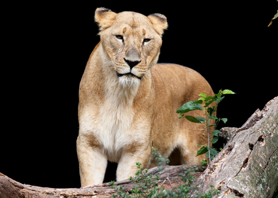 Carnivore brave wild