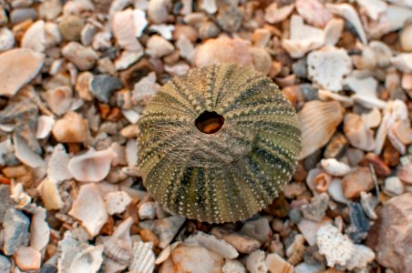 Echinometra viridis in Margarita Island