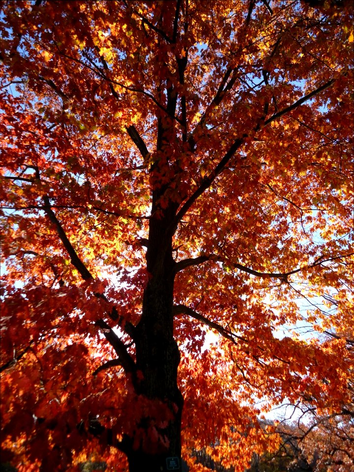 Echo Lake Park NJ tree in early autumn in afternoon sunlight