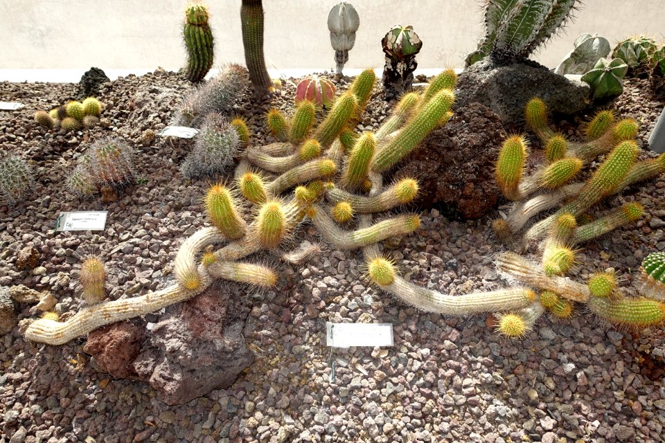 Echinopsis huascha (Trichocereus huascha) - Orto botanico - Rome, Italy - DSC00041