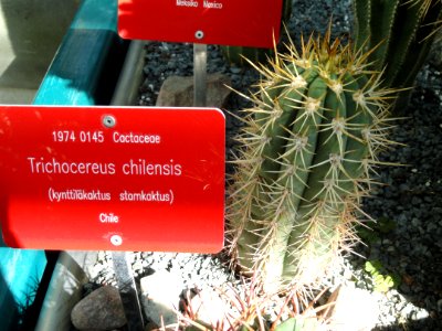 Echinopsis chiloensis - Botanical Garden in Kaisaniemi, Helsinki - DSC03733
