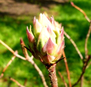 Eclosion d'une fleur