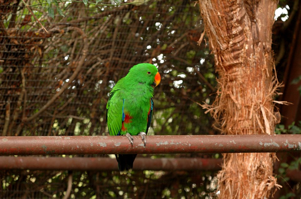 Eclectus-Parrot-Melbourne-Zoo-20070224-014