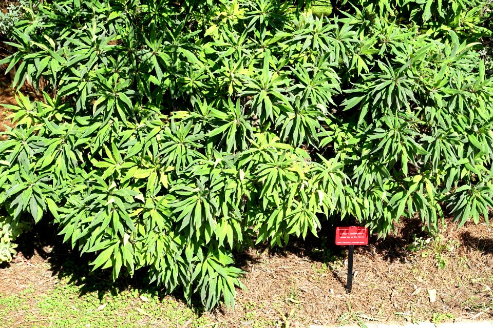 Echium callithyrsum - Jardín Botánico de Barcelona - Barcelona, Spain - DSC09130