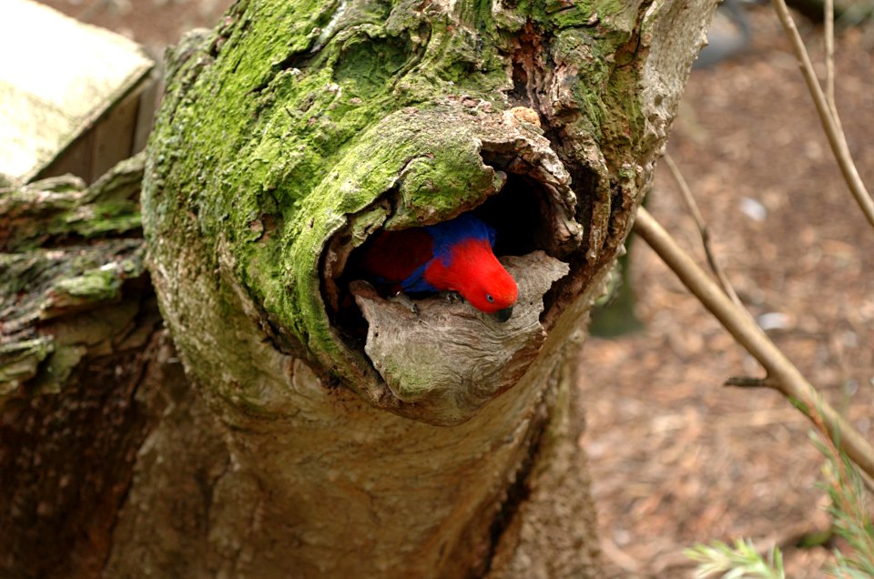 Eclectus-Parrot-Melbourne-Zoo-20070224-031