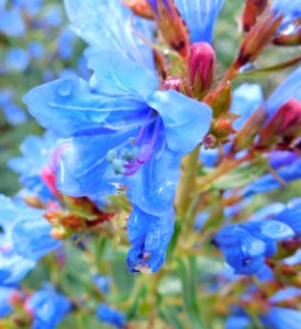 Echium gentianoides 2