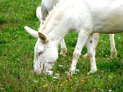 Grass mammal animal