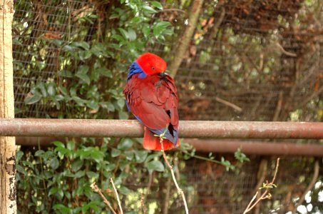 Eclectus-Parrot-Melbourne-Zoo-20070224-015