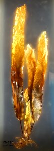 Ecklonia stolonifera - National Museum of Nature and Science, Tokyo - DSC07668