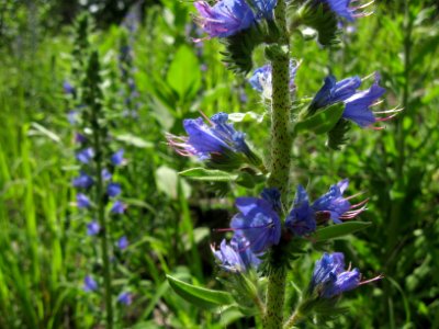 Echium vulgare, 2020-06-13, Castle Shannon, 03