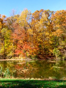 Echo Lake park view of trees and water and grass early autumn