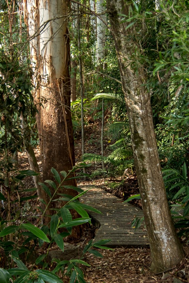 Eucalypts path track