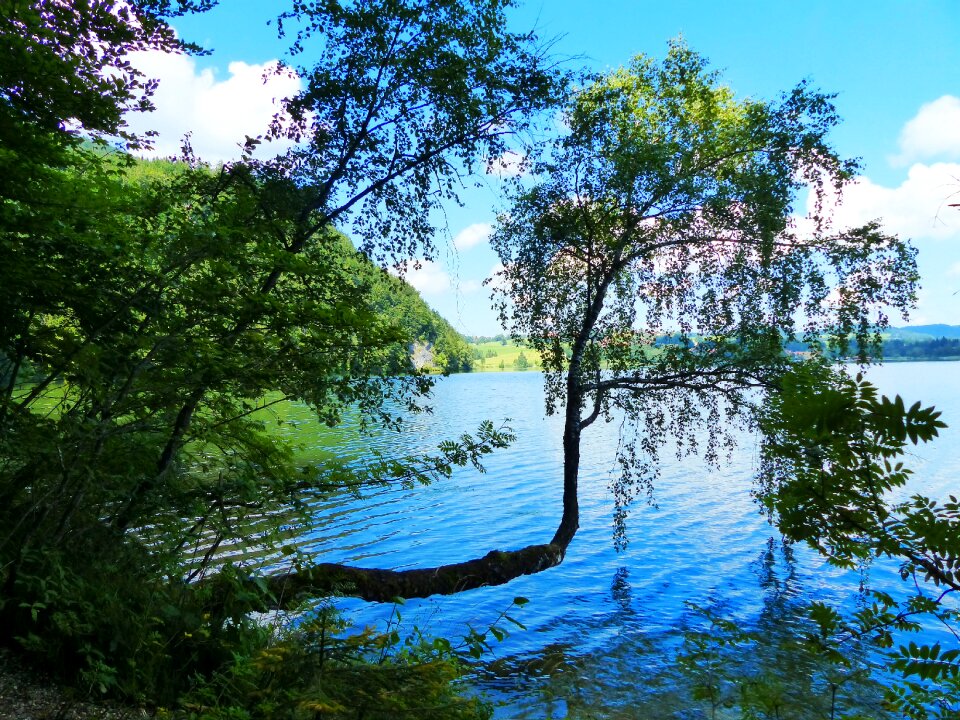 Uferweg tree formation allgäu