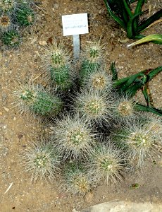 Echinocereus stramineus - Flora park - Cologne, Germany - DSC00785
