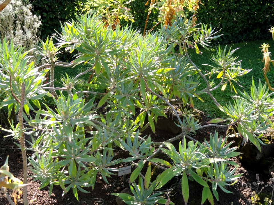 Echium webbii - Botanischer Garten, Frankfurt am Main - DSC02368
