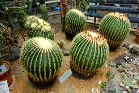 Echinocactus grusonii - Food and Agriculture Museum - Setagaya, Tokyo, Japan - DSC09880