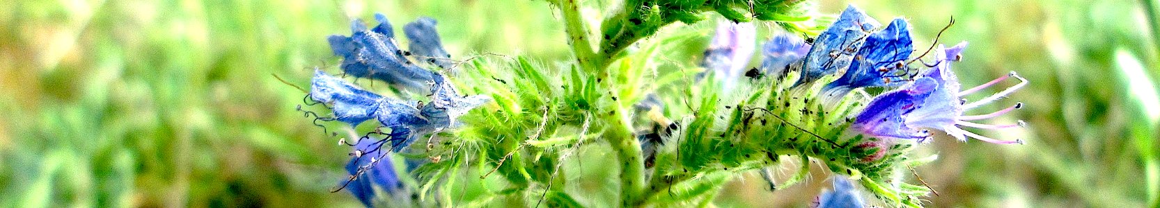 Echium vulgare. Reader
