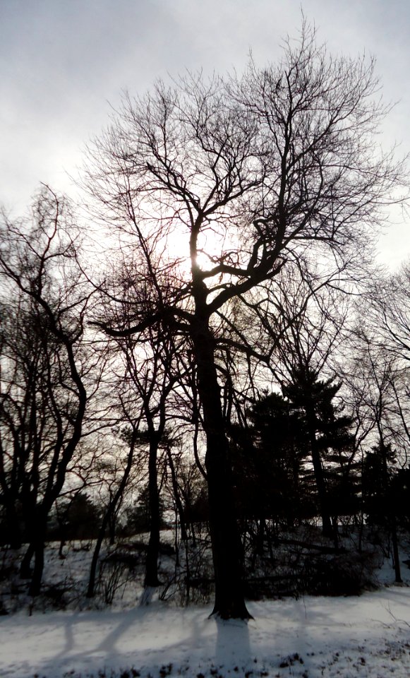 Echo Lake Park NJ tree in winter and snow with clouds