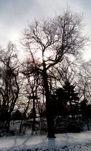 Echo Lake Park NJ tree in winter and snow with clouds