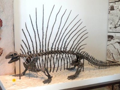 Edaphosaurus boanerges - AMNH - DSC06319