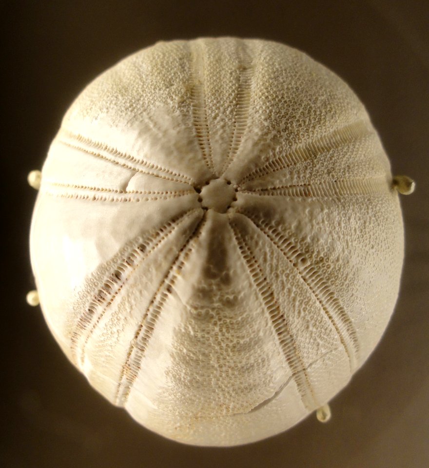 Echinoidea indet., Paleogene - Natural History Museum of Utah - DSC07416